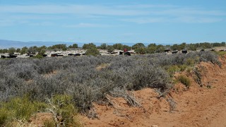 Horse - A cowboy rounding up the cattle