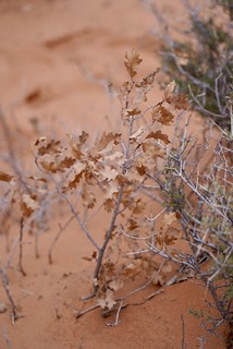 Travel - A tiny maple tree in the desert?