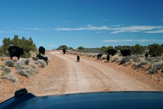 Got some cows out here on this trail