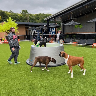 Playin around the big dog dish