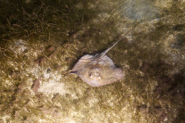 Big ol stingray swims up by the table
