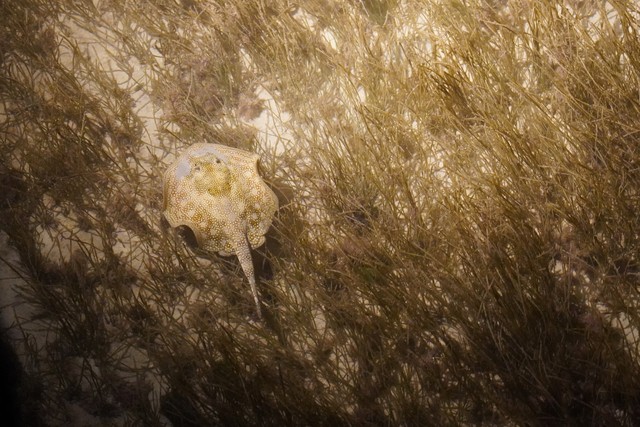 Lil stingray swims by our table