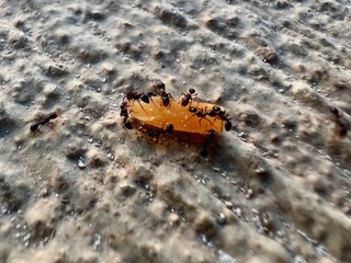 These ants were really movin this piece of cheese.