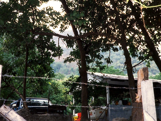 There's a monkey on the center tree - just above the barbed wire