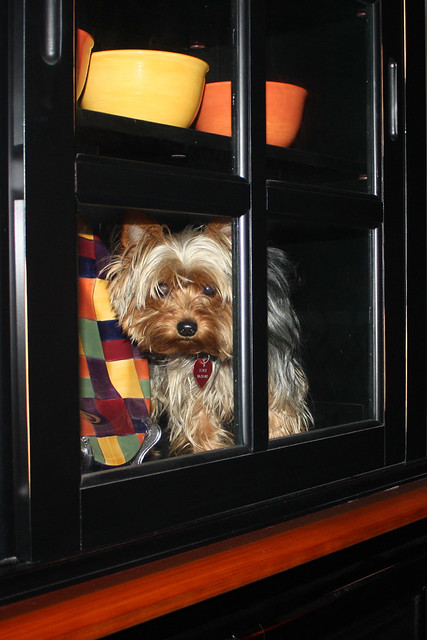 Mom's Dog is annoying - so I put him in the cupboard