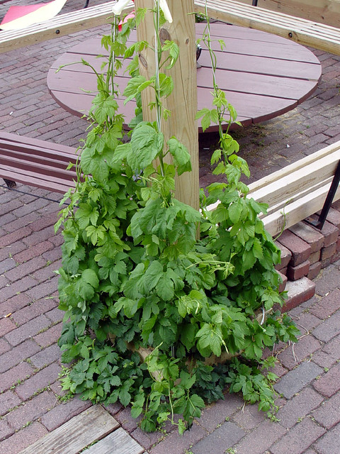 Hop Vines growing at Millstream
