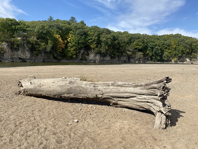 Palisades Driftwood