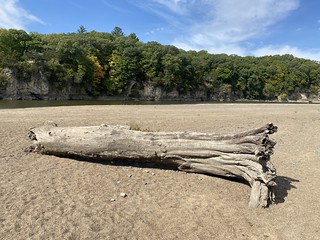 Palisades Driftwood