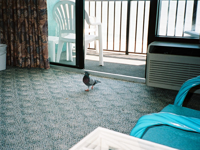 A pigeon that came to visit