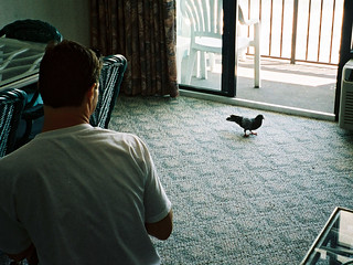 Travel - Trying to get close to the pigeon