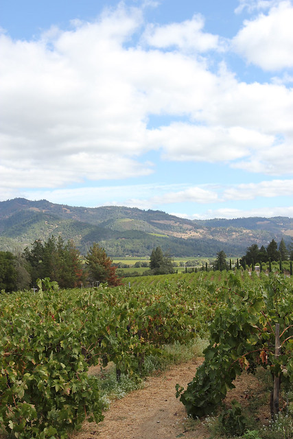 Vineyards from Castello