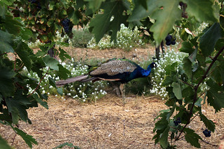 Vineyard Peacock