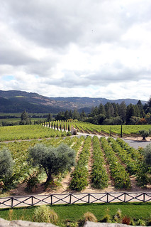 Looking out from Castello Winery