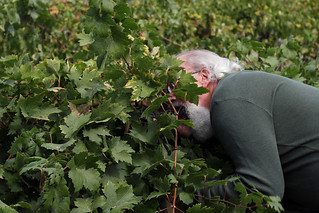Jeff eating some grapes off the vine