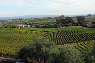 Vineyards from Artesa Winery