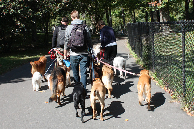 Dog walk in Central Park