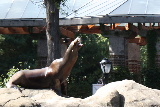 Sea Lion