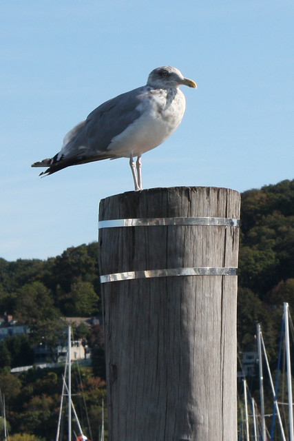 Seagull on a post