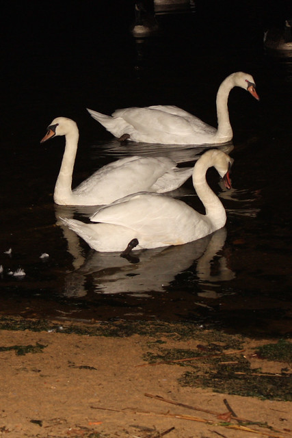 Swans