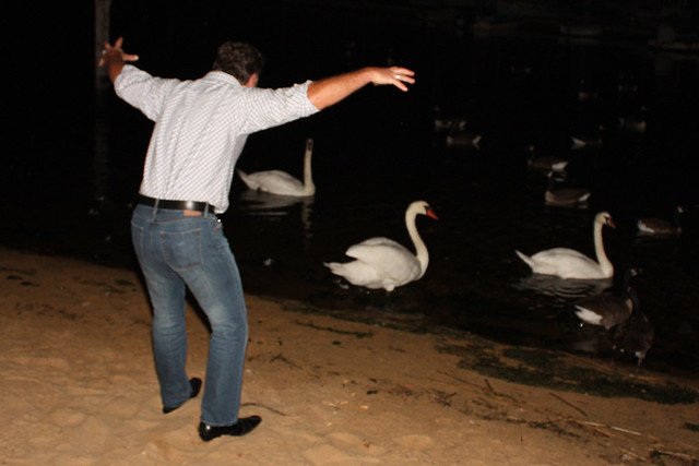 Dad scaring the swans