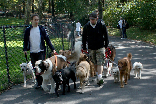 Takin a few dogs for walk through Central Park