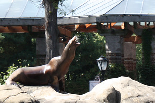 Sea Lion