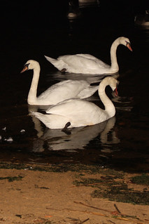 Swans