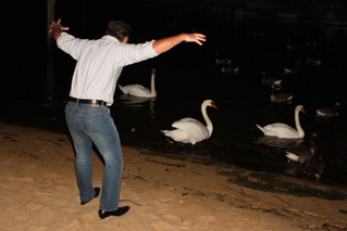 Dad scaring the swans