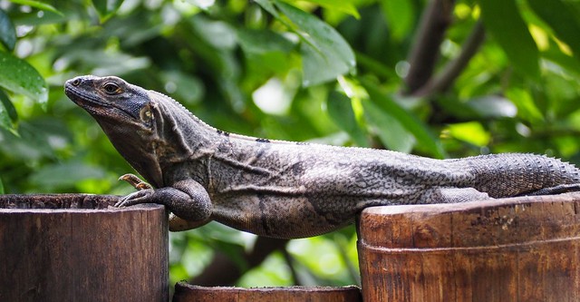 This iguana hung out on our villa's fence posts all week
