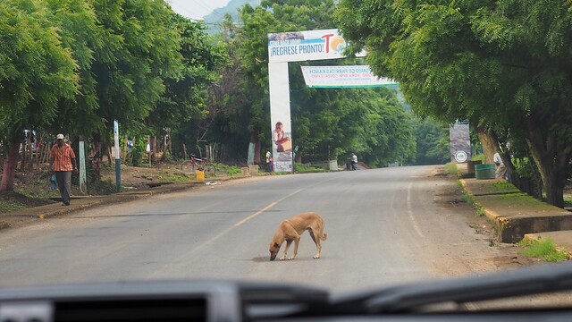 Pup pup wanted some roadkill drippins