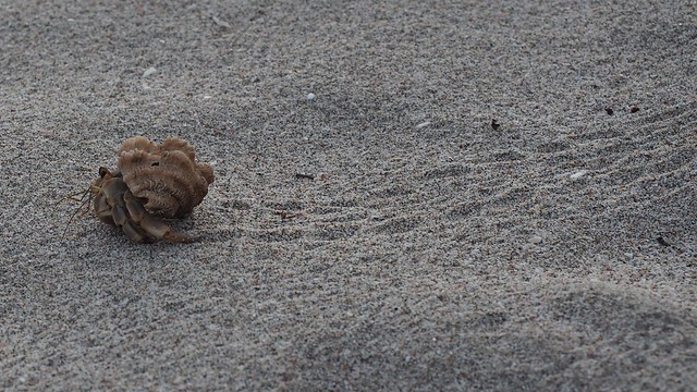 Watchin this big ol hermit crab roll by