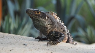 Iguana - A huge iguana on our neighbor's steps