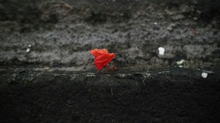 Ants - An ant carries a red leaf across the black cement wall