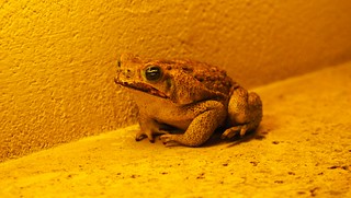 Toad - This lil toad hung out while we ate a delicious iberico + cheese dinner