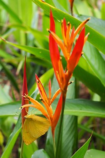 We had lots of butterflies and humming birds hanging around the flowers at our villa