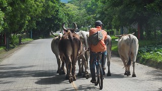 Biking - Some dude bikin his cows down the road