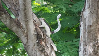 Squirrel - The squirrels in Nicaragua are weird and pretty crazy. This little dude was just mad rippin bark ...
