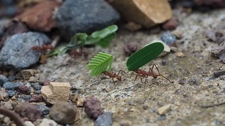 Ants - There were some very busy ants collecting a lot of leaves near our villa. They are hard to photog...
