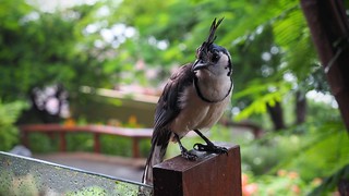 These magpie jays really wanted our breakfast