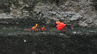 Ants - Ants carrying some red leaves across some dark cement walls