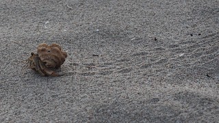 beach - Watchin this big ol hermit crab roll by