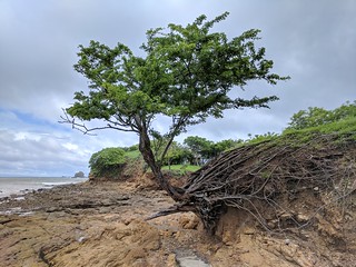 A crazy tree behind Playa Guacalito