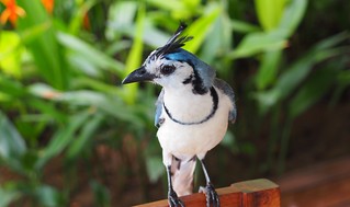 hopin for some breakfast