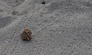 beach - Hangin with this big ol hermit crab