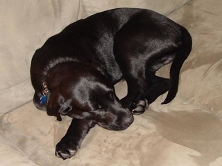 Ninja sleeping again