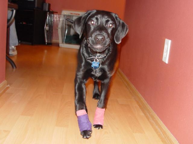 Ninja with his sweet wrist bands after getting his dew claws removed