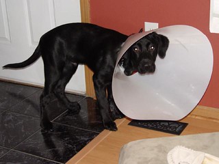 Ninja with his cone
