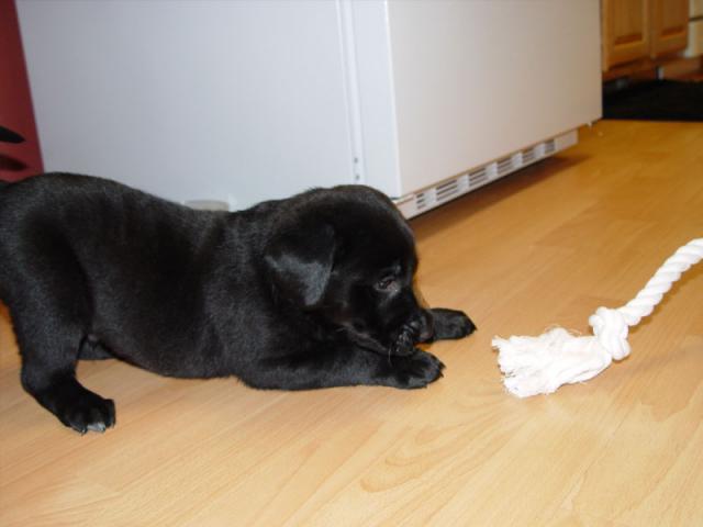 Superior fighting skills