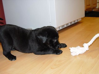 Superior fighting skills