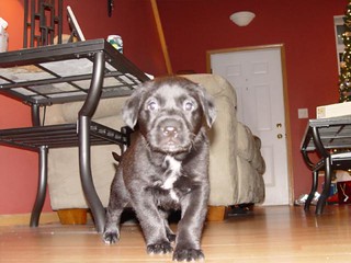 Ninja - on the prowl